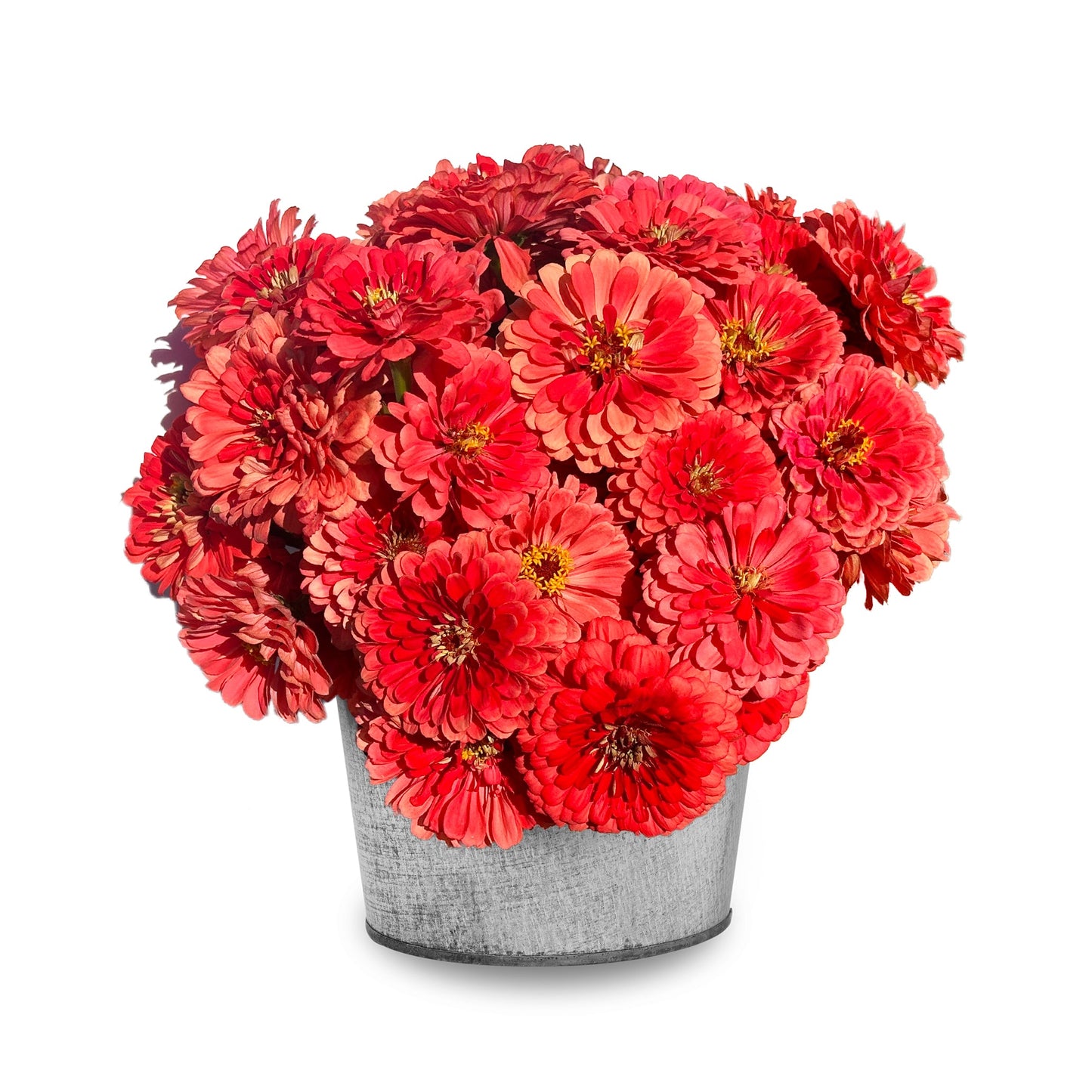 Coral Pink Bucket