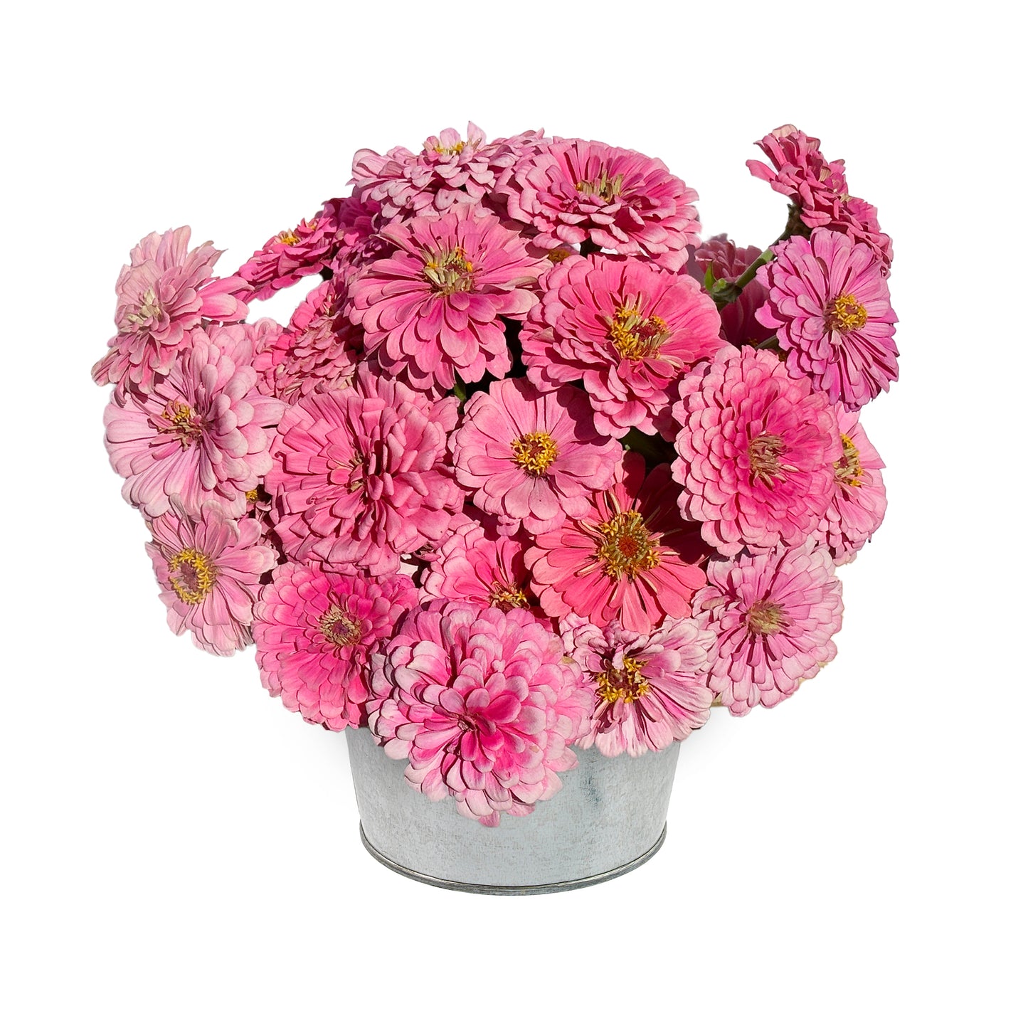 Pink Bucket