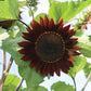 Gothic Sunflower Bucket