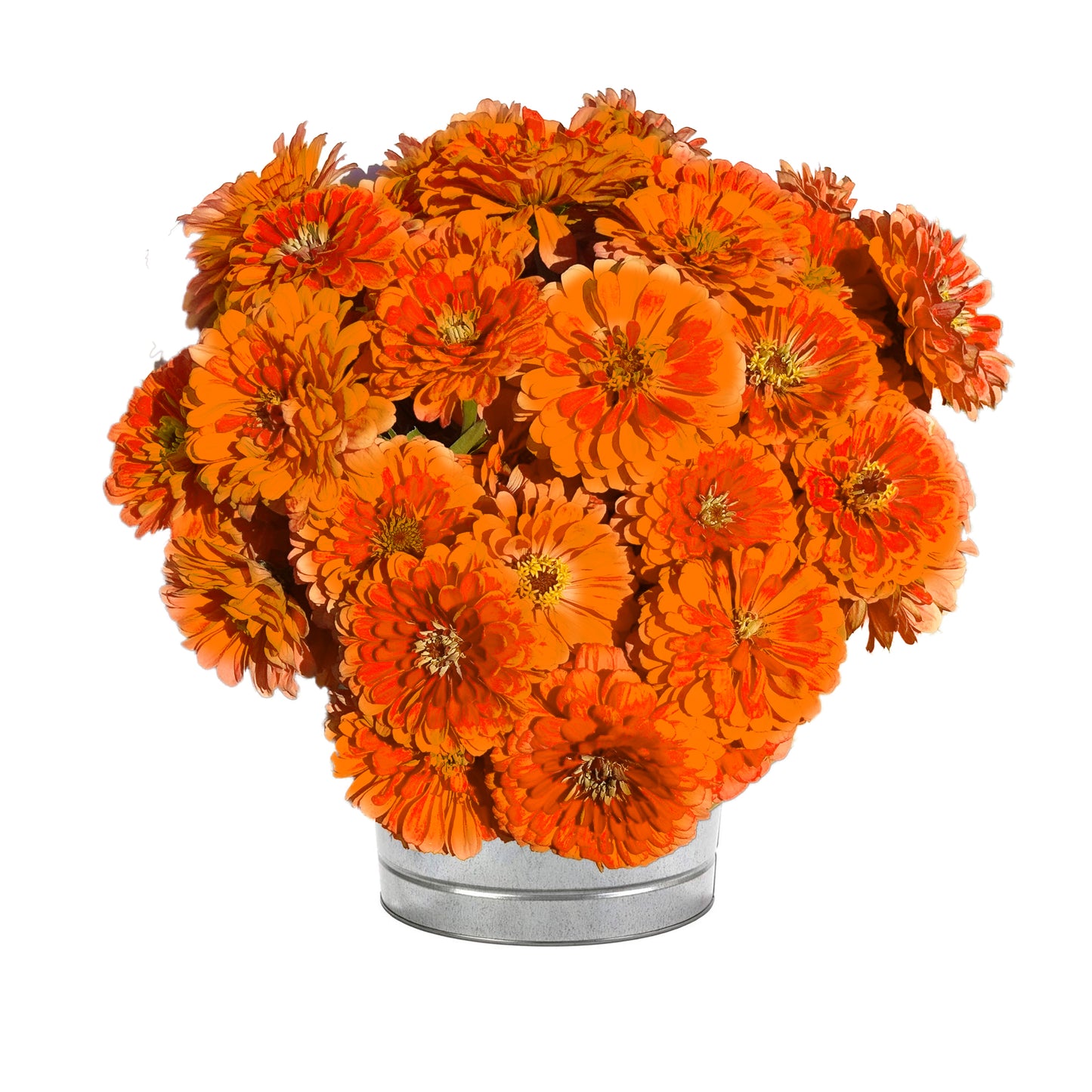 Massive™️ Single Color Packets