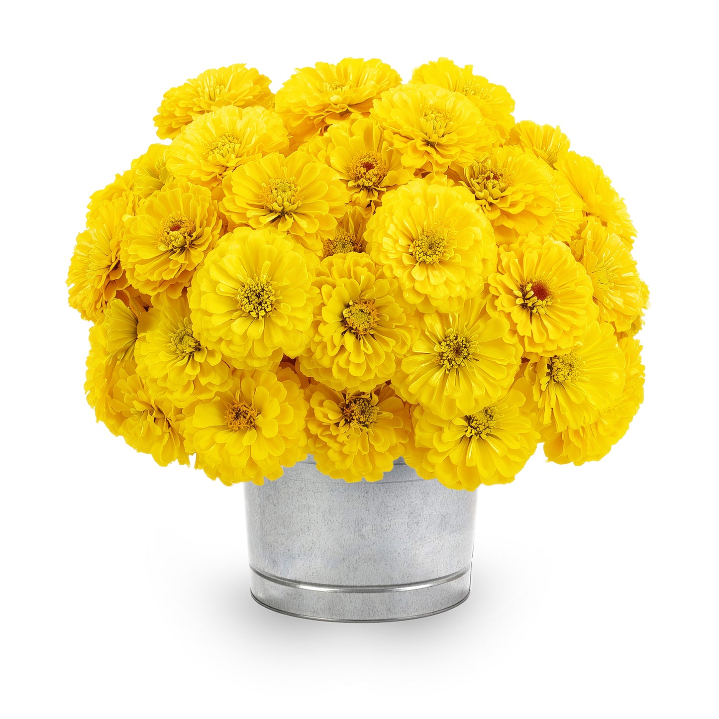 Massive™️ Single Color Packets