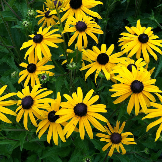 Black Eye Susan