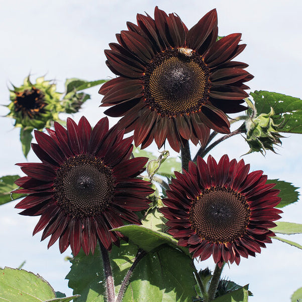 Gothic Sunflower Bucket